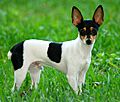 Toy Fox Terrier 2