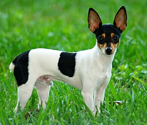 Archivo:Toy Fox Terrier 2