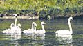 Trumpeter Swans in Grand Teton NP-NPS