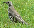 Turdus viscivorus 1