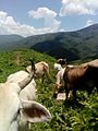 Vacas en Los Magueyitos, Tecoanapa