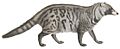 Viverra civetta - 1700-1880 - Print - Iconographia Zoologica - Special Collections University of Amsterdam -(white background)
