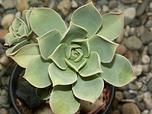 Archivo:Aeonium lancerottense PICT2224