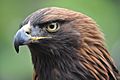 Aguila Mexicana