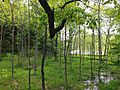 Alnus japonica ハンノキ やしろの森公園DSCF8698