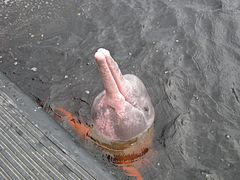 Amazon river dolphin 6