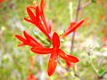 Anisacanthus-quadrifidus-20070927