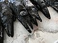 Aphanopus carbo, pez sable negro, peixe-espada-preto, en el Mercado dos Lavradores, de Funchal, Madeira, Portugal