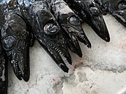 Aphanopus carbo, pez sable negro, peixe-espada-preto, en el Mercado dos Lavradores, de Funchal, Madeira, Portugal