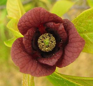 Archivo:Asimina triloba - pawpaw - desc-flower