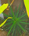 Ayensua uaipanensis (jardin botanique du parc de la Tête-d'Or, Lyon, France)