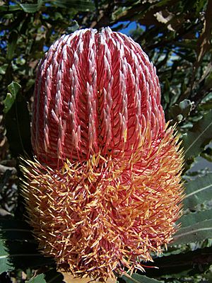 Archivo:Banksia menziesii 1 gnangarra
