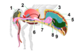 Bee anatomy blood