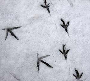 Archivo:Bird Tracks (5333534601)