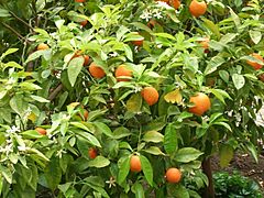Archivo:Bitter oranges