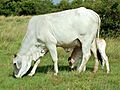 Brahman cow & calf