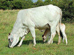 Archivo:Brahman cow & calf