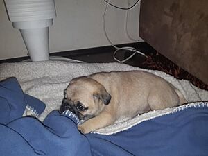 Archivo:Cachorro de Pug