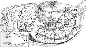 Archivo:CajalHippocampus (modified)