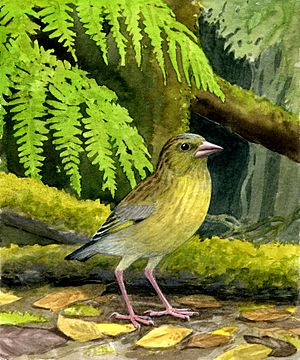 Archivo:Carduelis aurelioi