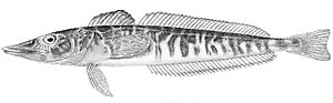 Champsocephalus esox PlateXX fig1 Regan1913 2.jpg