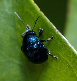 Cleorina janthina 37361091.jpg