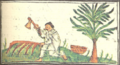 Coatli (lignum nephriticum) - Florentine Codex f.203v