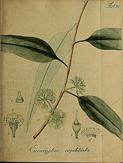 Collectio plantarum tam exoticarum, quam indigenarum, cum delineatione, descriptione culturaque earum (20324086616).jpg