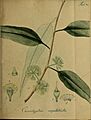 Collectio plantarum tam exoticarum, quam indigenarum, cum delineatione, descriptione culturaque earum (20324086616)