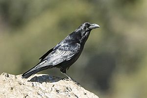 Archivo:Common Raven - Catalan Pyrenees - Spain MG 4399 (25099147132)