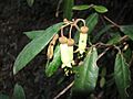 Correa lawrenceana