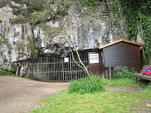 Archivo:Cueva pindal