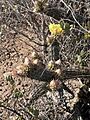 Cylindropuntia californica rosarica