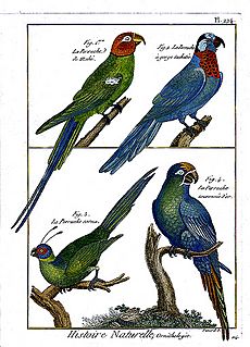 Archivo:Diderot parrots