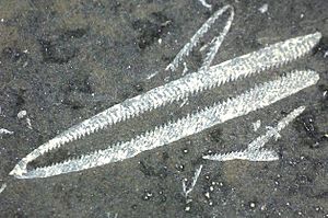 Archivo:Didymograptus murchisoni small