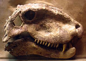 Archivo:Dimetrodon grandis Exhibit Museum of Natural History