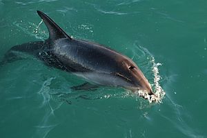 Archivo:Dusky Dolphin on the surface