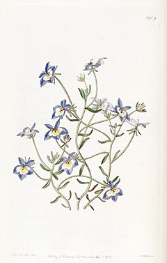 Edwards's botanical register (Plate 1909) (8615825893).jpg