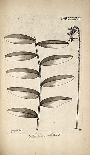 Archivo:Epidendrum secundum - Jacquin - Selectarum vol. 2 tab. 137