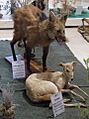 Especímenes de animales autóctonos en el Museo de Yacyretá