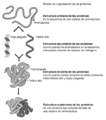 Estructura proteínas