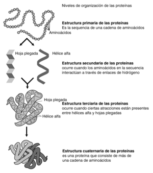 Archivo:Estructura proteínas