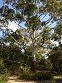 Eucalyptus grandis