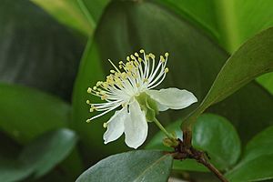 Archivo:Flor de la Pitanga (Eugenia uniflora)