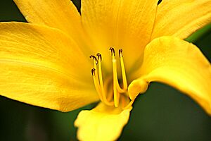 Archivo:Flora avileña - Avila's flower.