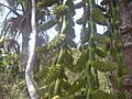 Flores fechadas Buriti 02