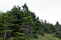 Forest in Yatsugatake 11
