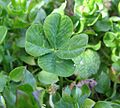 Four-leaf clover