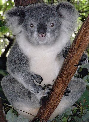 Archivo:Friendly Female Koala
