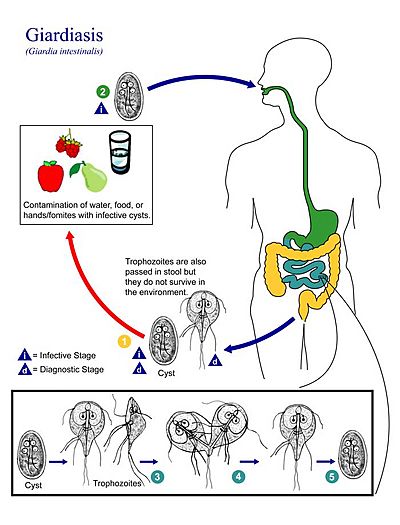 Archivo:Giardia lamblia life cycle